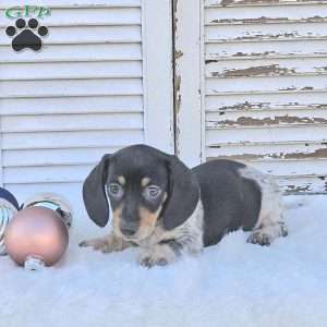 Skye, Dachshund Puppy